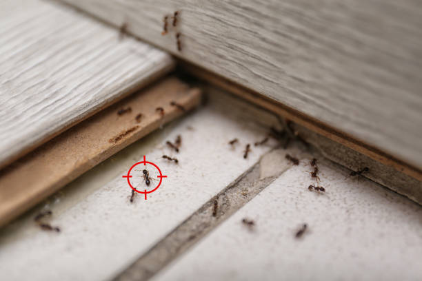 Best Pest Removal Services  in Clinton, OK
