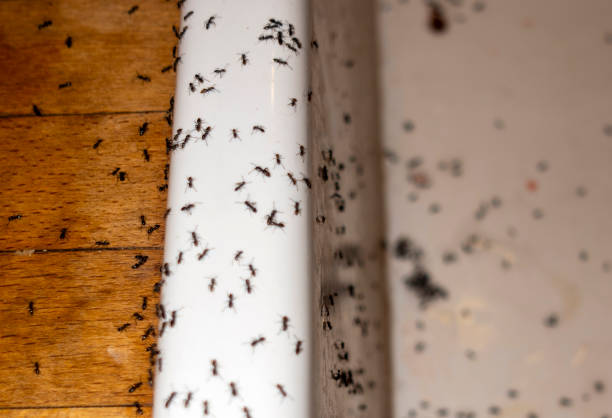  Clinton, OK Pest Control Pros