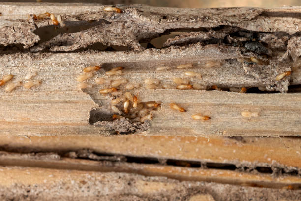 Best Flea Control Services  in Clinton, OK